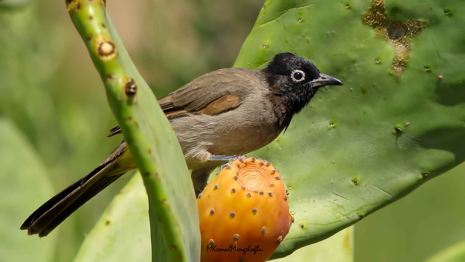 White-spectacled Bulbul